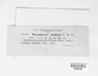 Alternaria caudata image